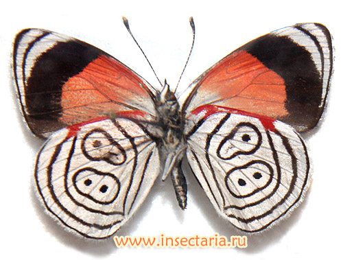 Диэтрия незамеченная (Diaethria neglecta) - бабочка, обитающая в Центральной и Южной Америке.